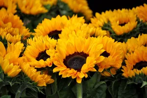 Bright close-up of blooming sunflowers, showcasing vivid yellow petals and lush greenery. jigsaw puzzle