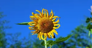 Close-up of a sunflower with vibrant yellow petals against a bright blue sky. jigsaw puzzle