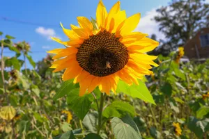 Close-up of a vibrant sunflower with a bee against a blue sky in a sunny Michigan field. jigsaw puzzle