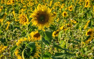 A vibrant field of sunflowers in full bloom under a sunny summer sky in Minnesota. jigsaw puzzle