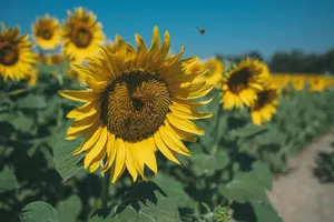 A bright sunflower field in full bloom with a bee in flight, showcasing summer beauty. jigsaw puzzle