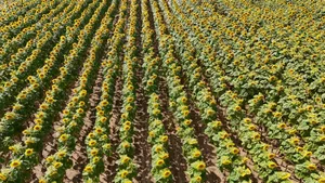 Aerial view of a vibrant sunflower field in Poland, showcasing nature's beauty in summer. jigsaw puzzle