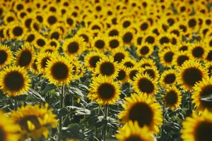 A serene sunflower field basking in the golden sunlight during a summer sunset, capturing nature's beauty. jigsaw puzzle