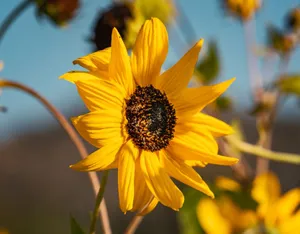 Close-up of a vibrant sunflower in full bloom, captured outdoors in Thailand. jigsaw puzzle