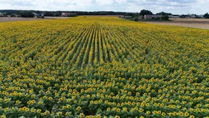 Aerial view of a vast sunflower field under a cloudy sky in Poland's rural landscape. jigsaw puzzle