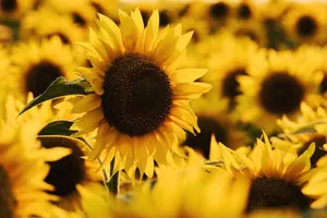 Bright yellow sunflowers captured in full bloom with striking detail in a Ukrainian field. jigsaw puzzle