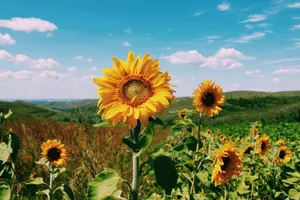 A stunning sunflower field blooms under a vibrant blue sky with fluffy clouds. jigsaw puzzle