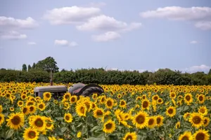 Vintage tractor amidst vibrant sunflower field under clear sky with fluffy clouds. jigsaw puzzle